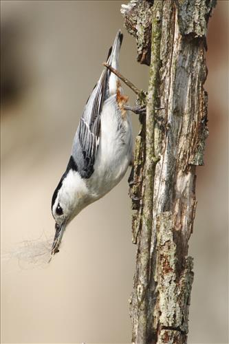 White-breasted nuthatch in Cuyahoga Valley National Park