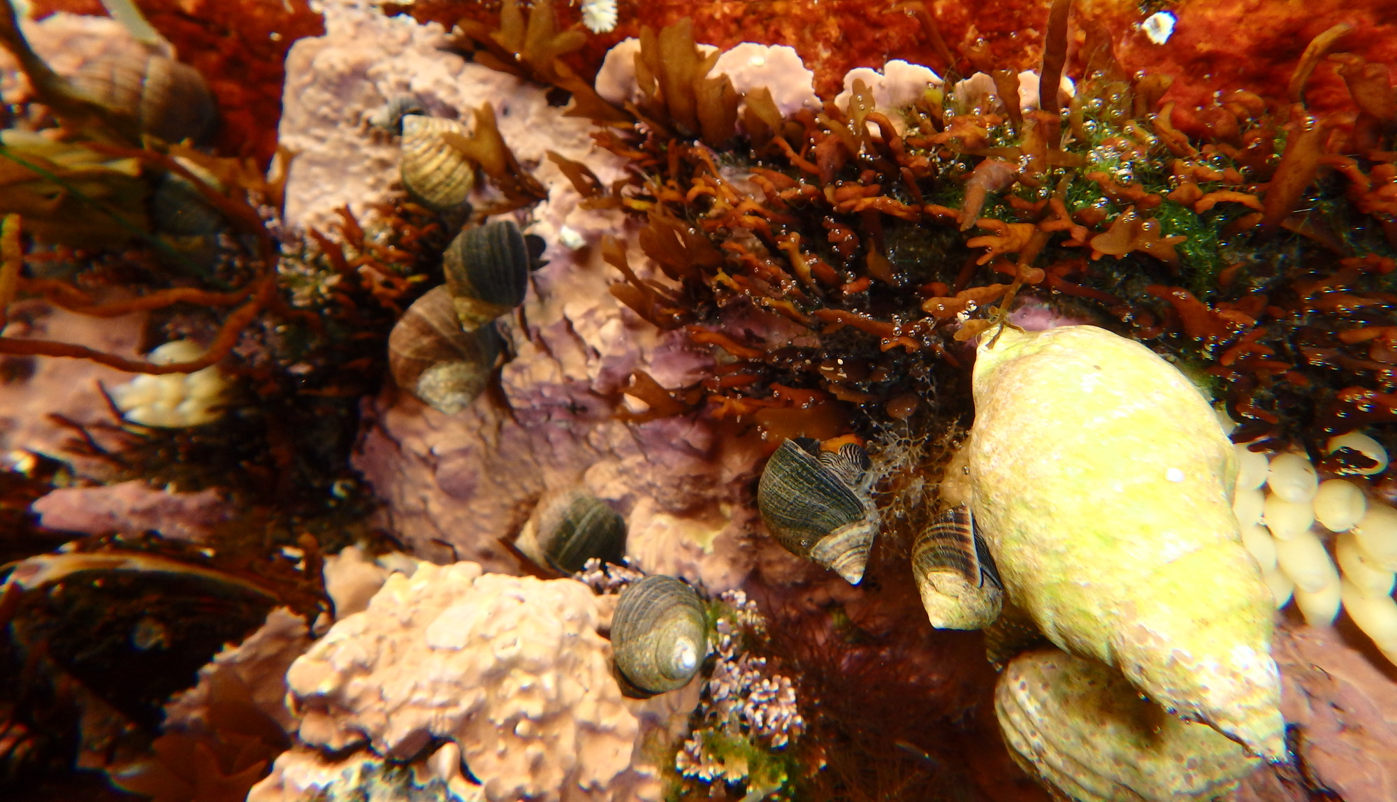 Sea snails on pink and red algae.