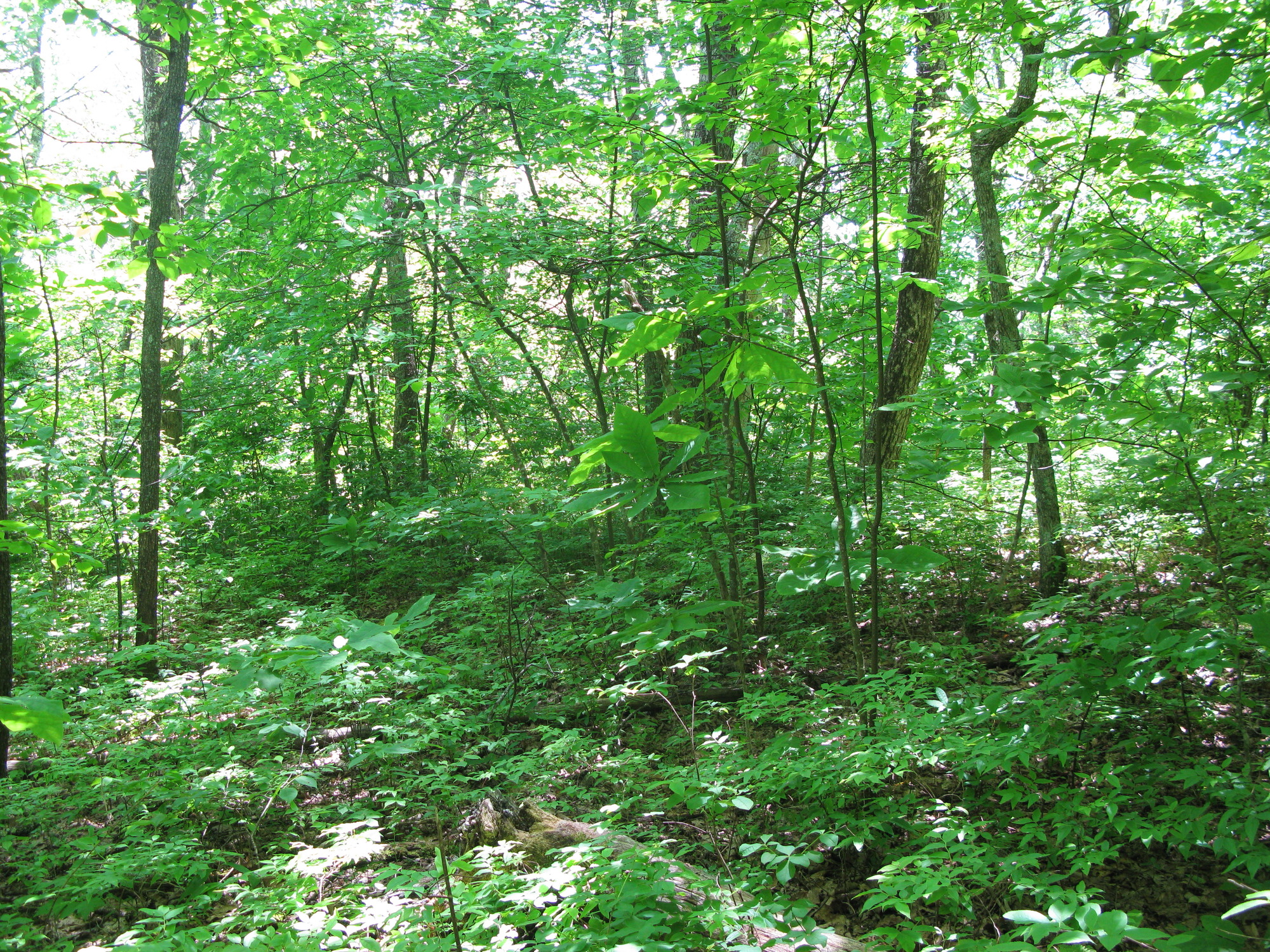 GRSM Accuracy Assessment. Plot Code: GRSM_AA_0697_6