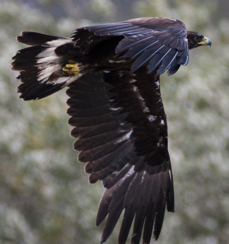 side-on view of a golden eagle in flight