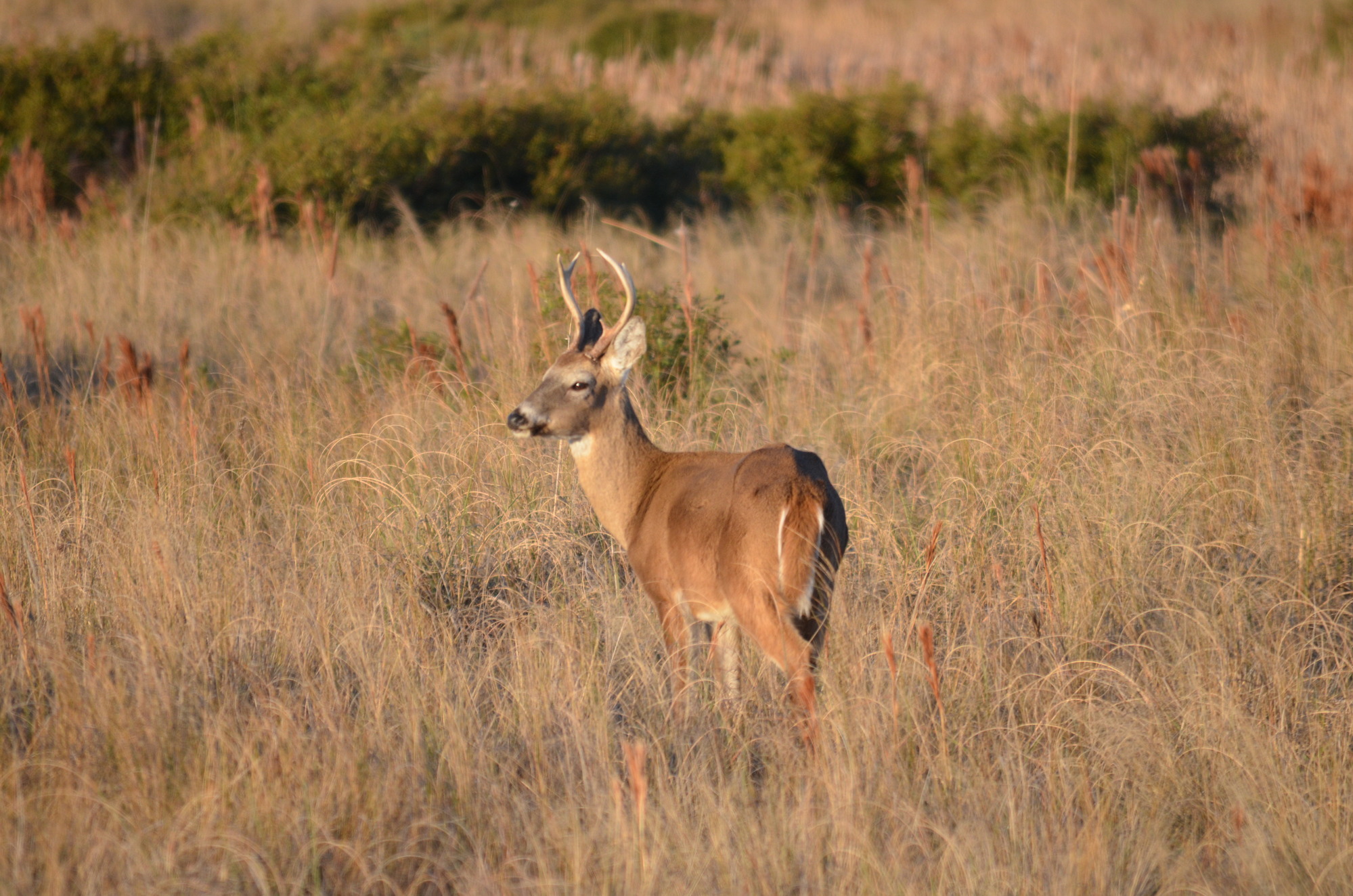 A whitetail buck casually forages in the dune system west of Ramp 45.