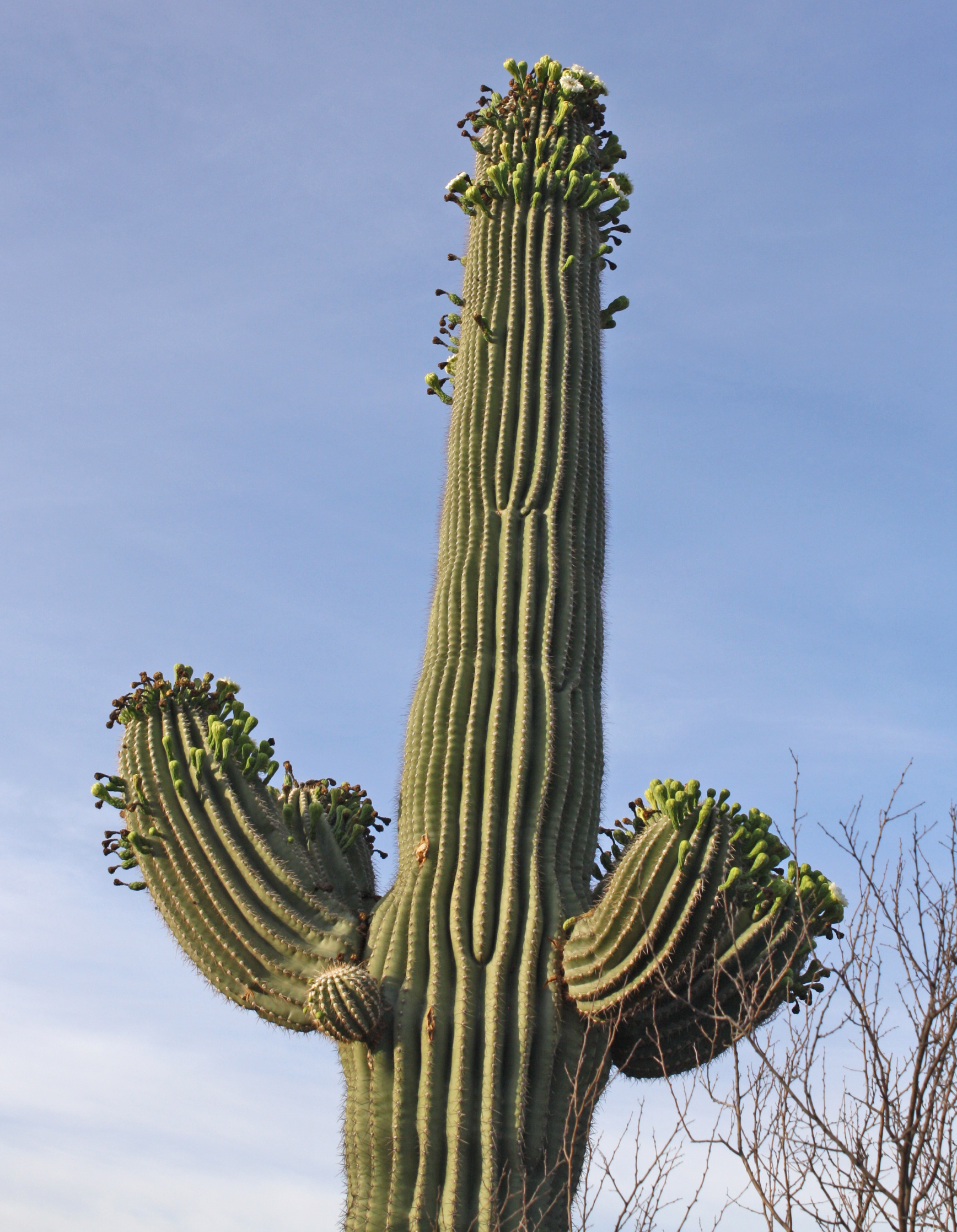 Blooms grow from the ends of mature saguaro arms and down their sides