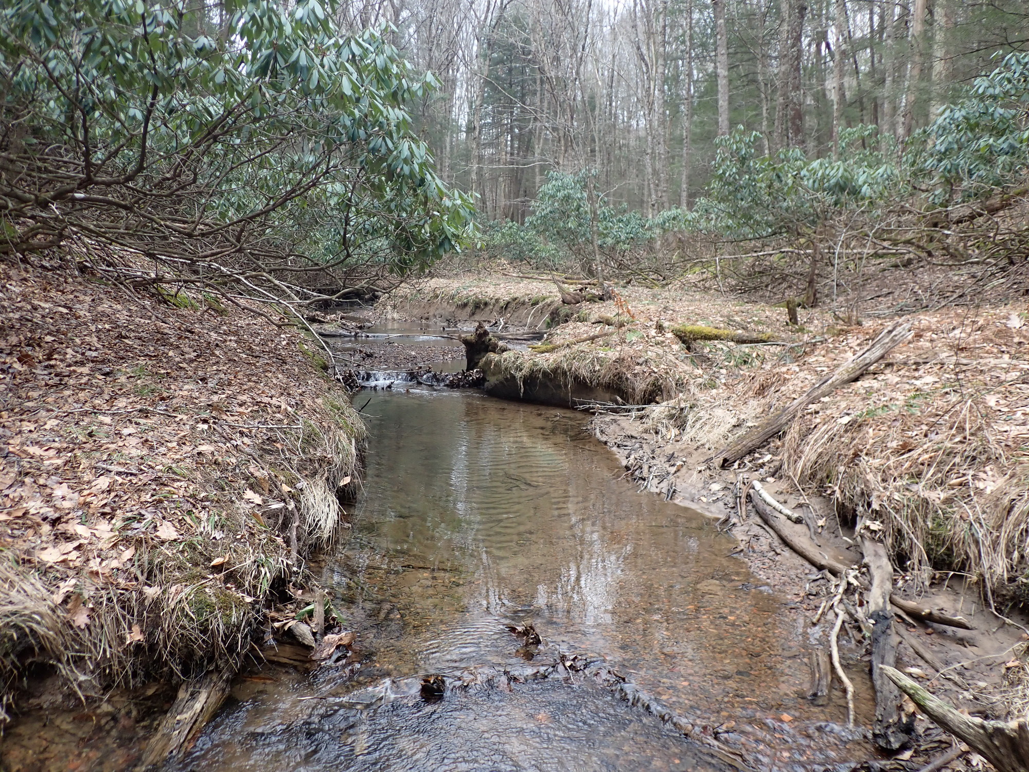 Site visit photo showing the upstream (UP) or downstream (DN) view of a wadeable stream reach taken during benthic macroinvertebrate monitoring at New River Gorge National Park and Preserve.