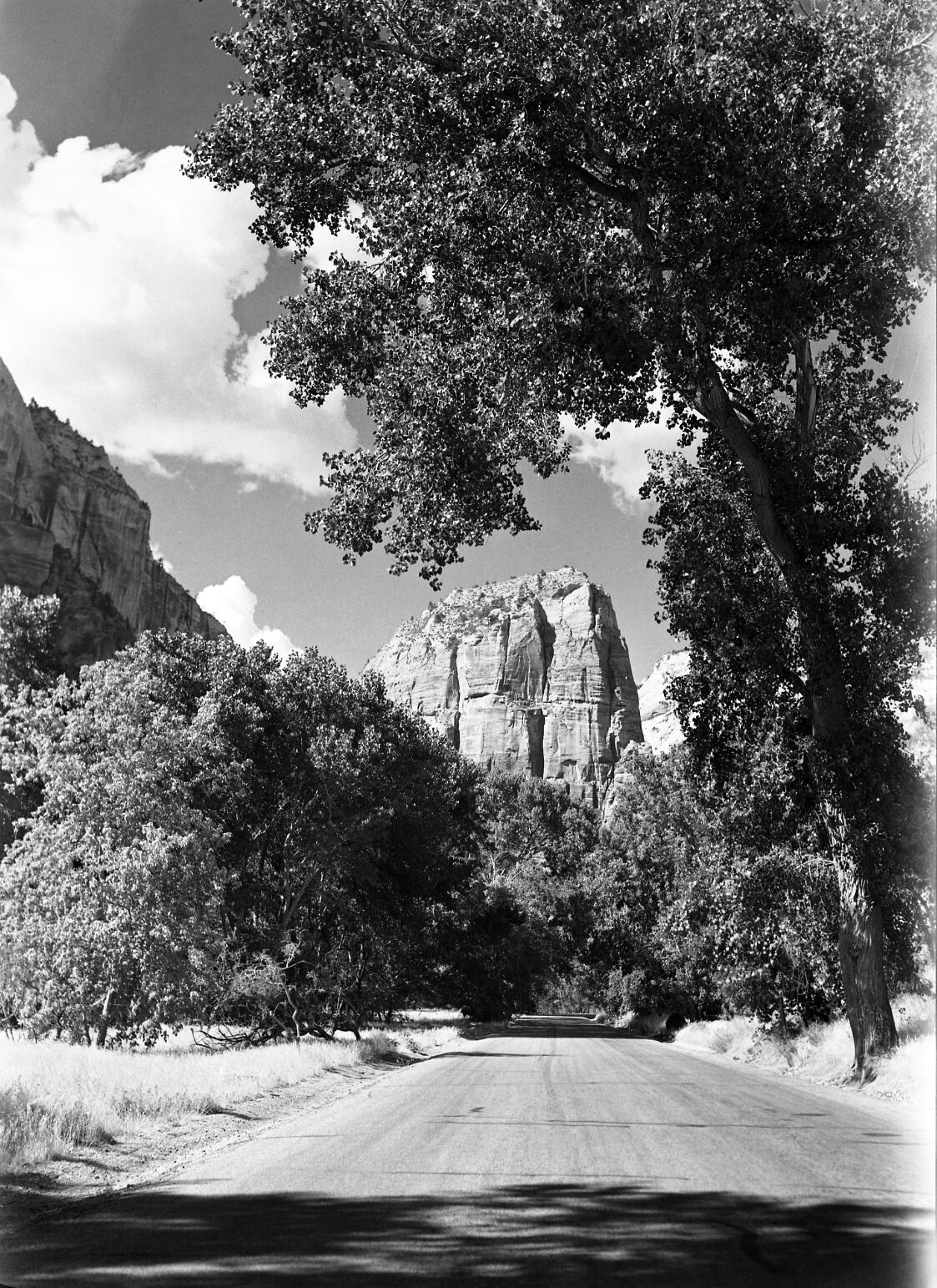 Angels Landing framed by trees, view from road.