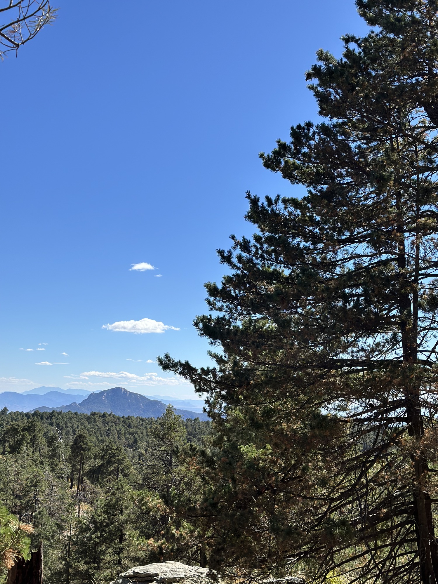 a large pine tree stands in front of a forest of pines with mountain peaks in the background