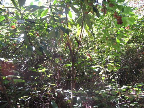 GRSM Accuracy Assessment. Plot Code: GRSM_AA_0187_5