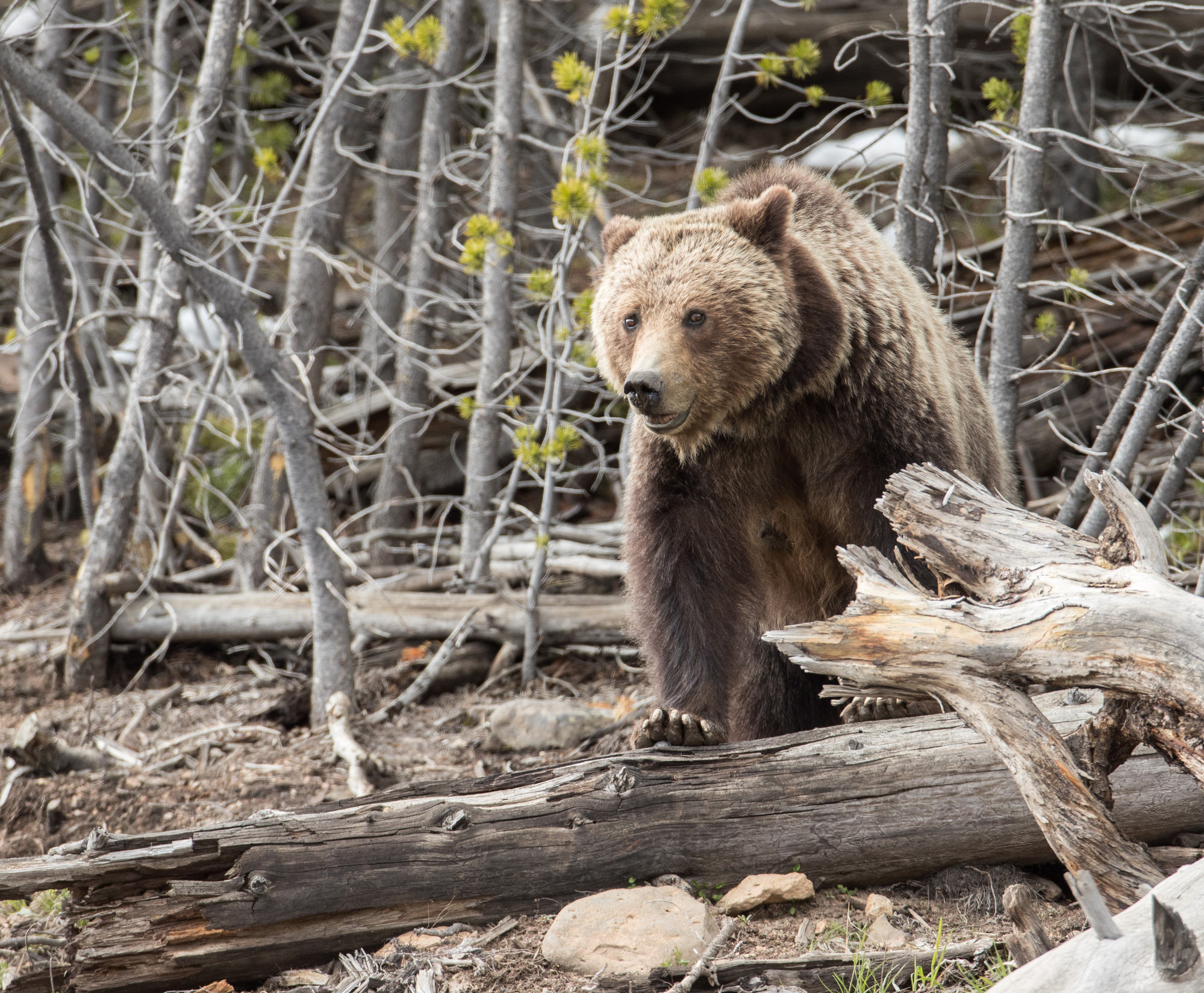 Grizzly bear stands with both front feet on top of a down log.