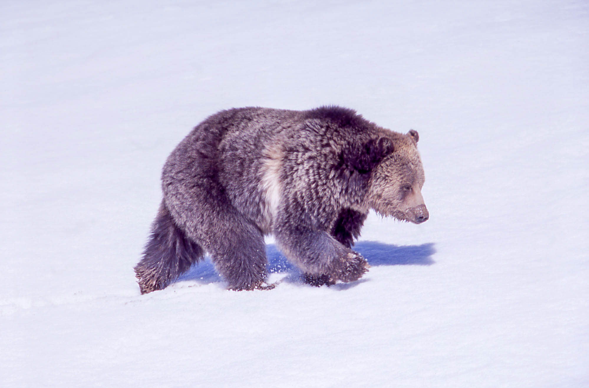 Grizzly is brown with a blonde streak behind front right leg.
