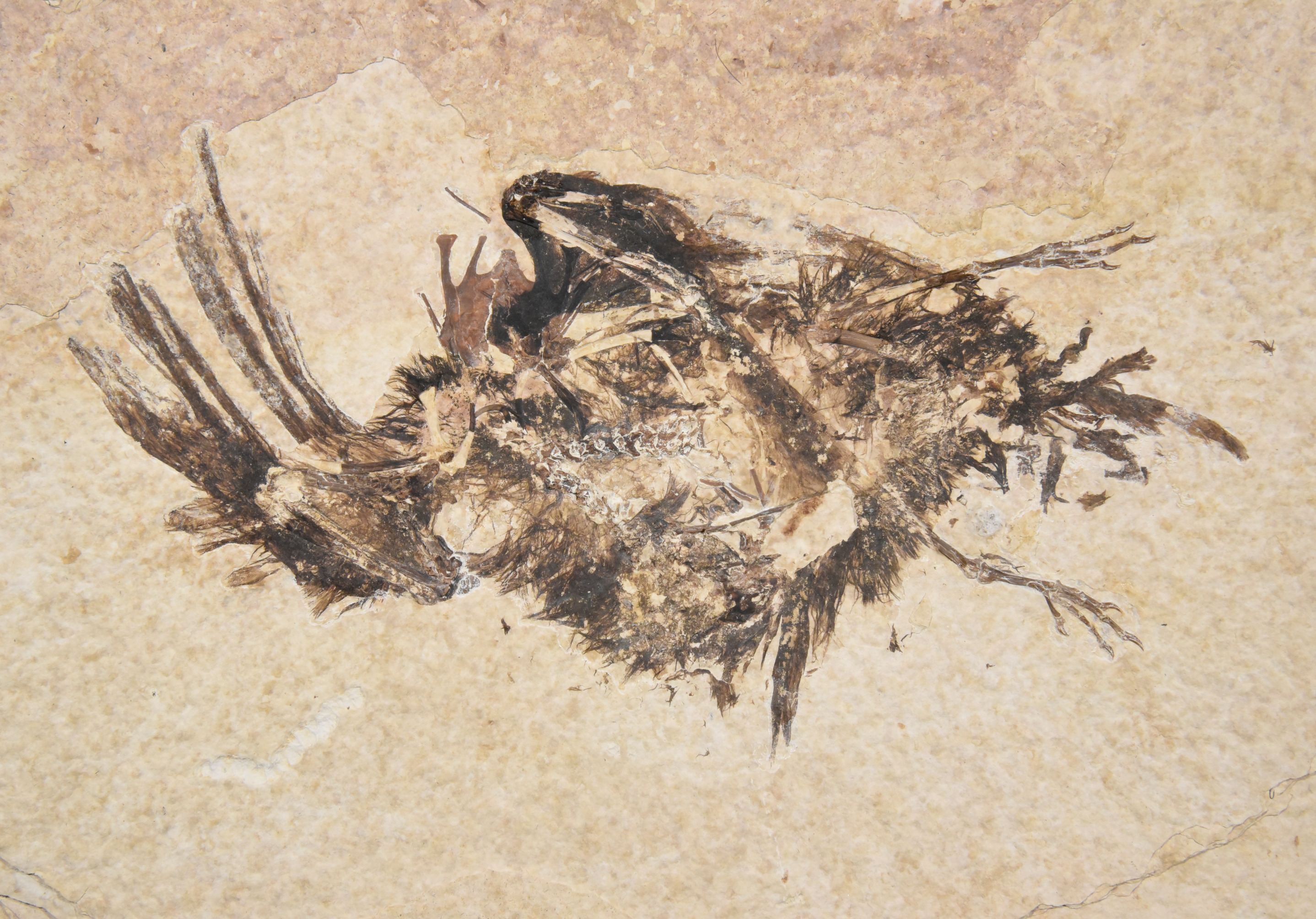 A dark brown fossil of a bird on tan stone.  The bird is disarticulated, but you can see its feet on the right and its head on the left.  Lots of feathers are still visible.