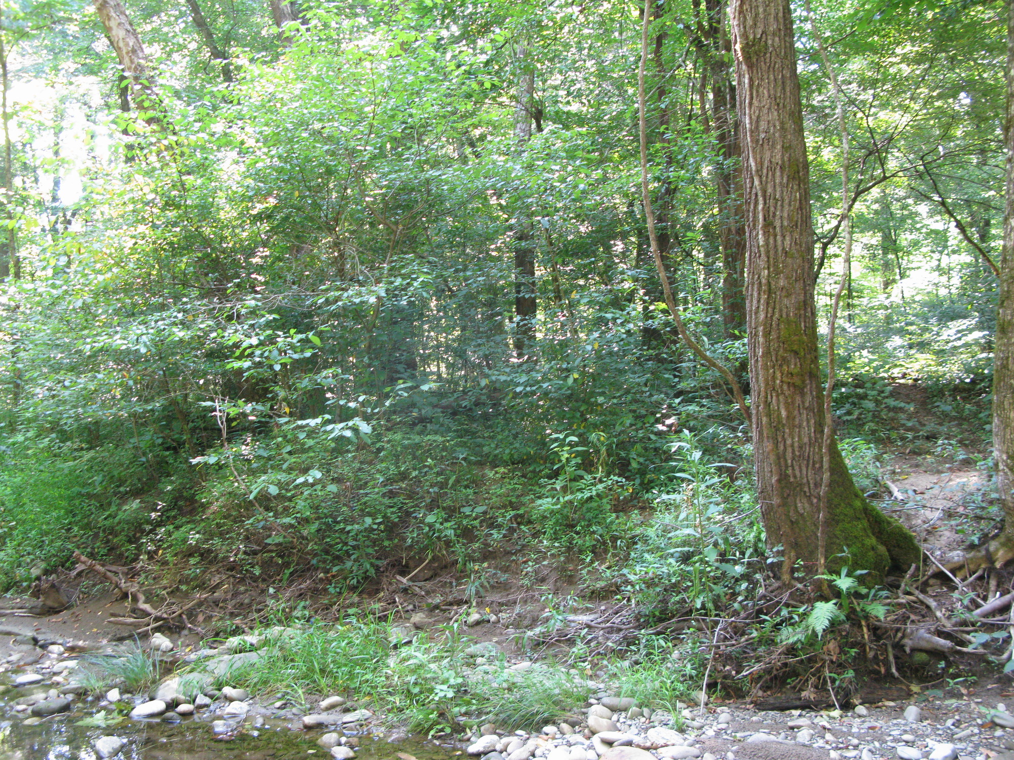 GRSM Accuracy Assessment. Plot Code: GRSM_AA_0752_5