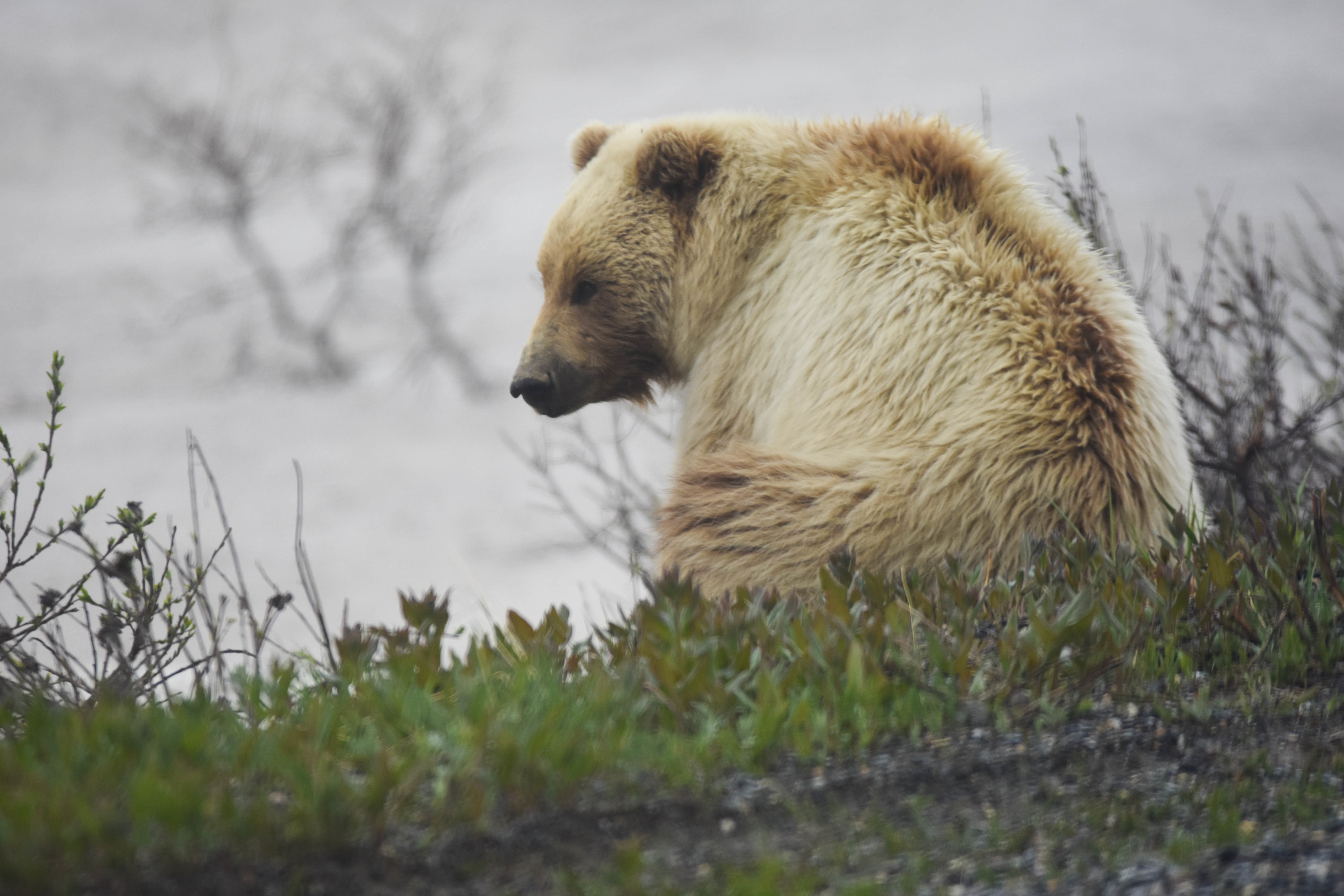 A very light-colored  grizzly 