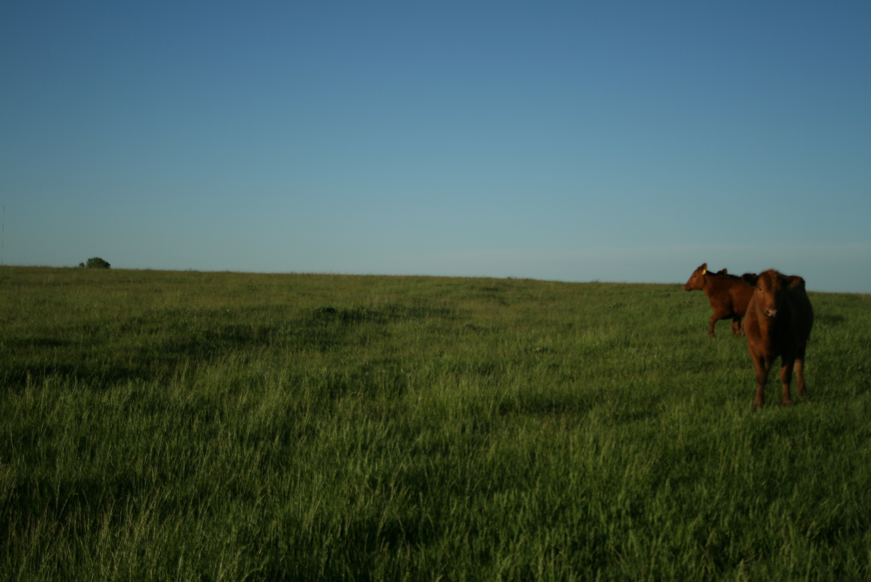 A cow is standing in a field.