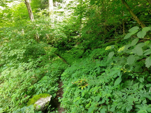 Plot Code: GRSM_AA_0544_3