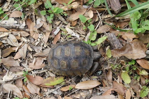 small brown and yellow tortoise 