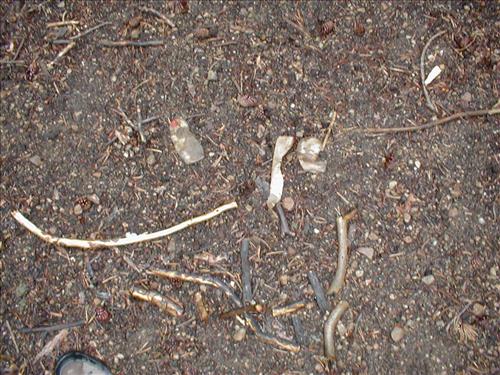 Camp used by Cottonwood Pack Station at Lower Rock Creek Crossing, Sequoia and Kings Canyon National Park