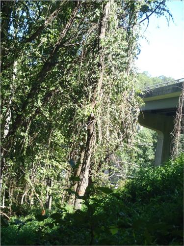 Control Invasive Plants with Student Conservation Corp Team (SCA) along the Blue Ridge Parkway August 2009.