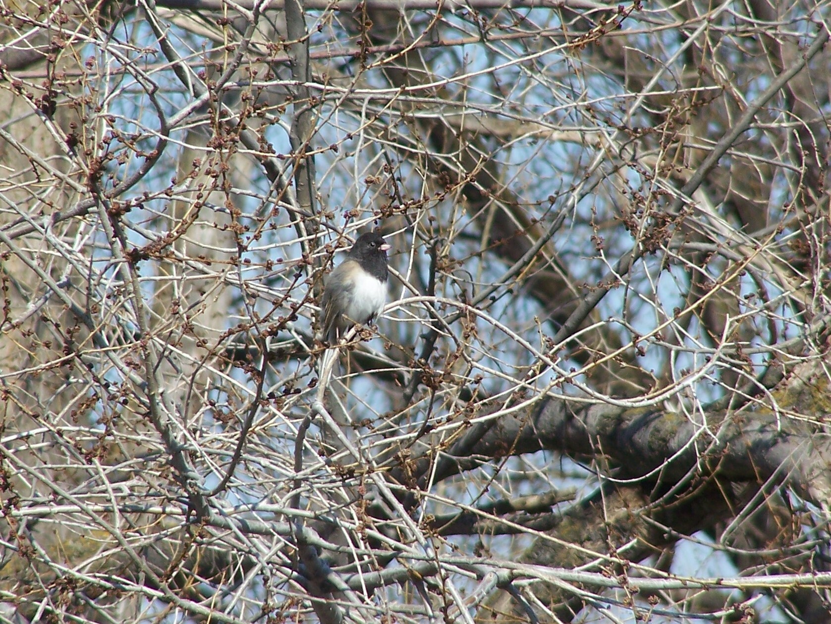 In the center of the photo is a small bird with a black head and neck, a white breast, and a brown and grey back and tail. It is perched in a jumble of thin tree limbs with larger limbs in the background. 