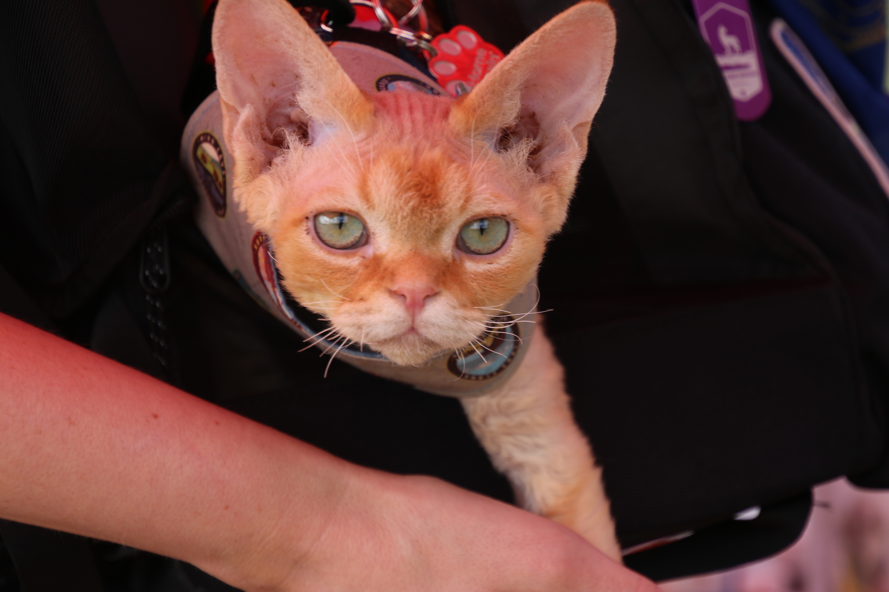 An orange cat with long ears and green eyes looks at the camera.
