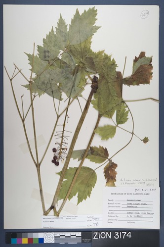 Herbarium Specimen Sheet 3174