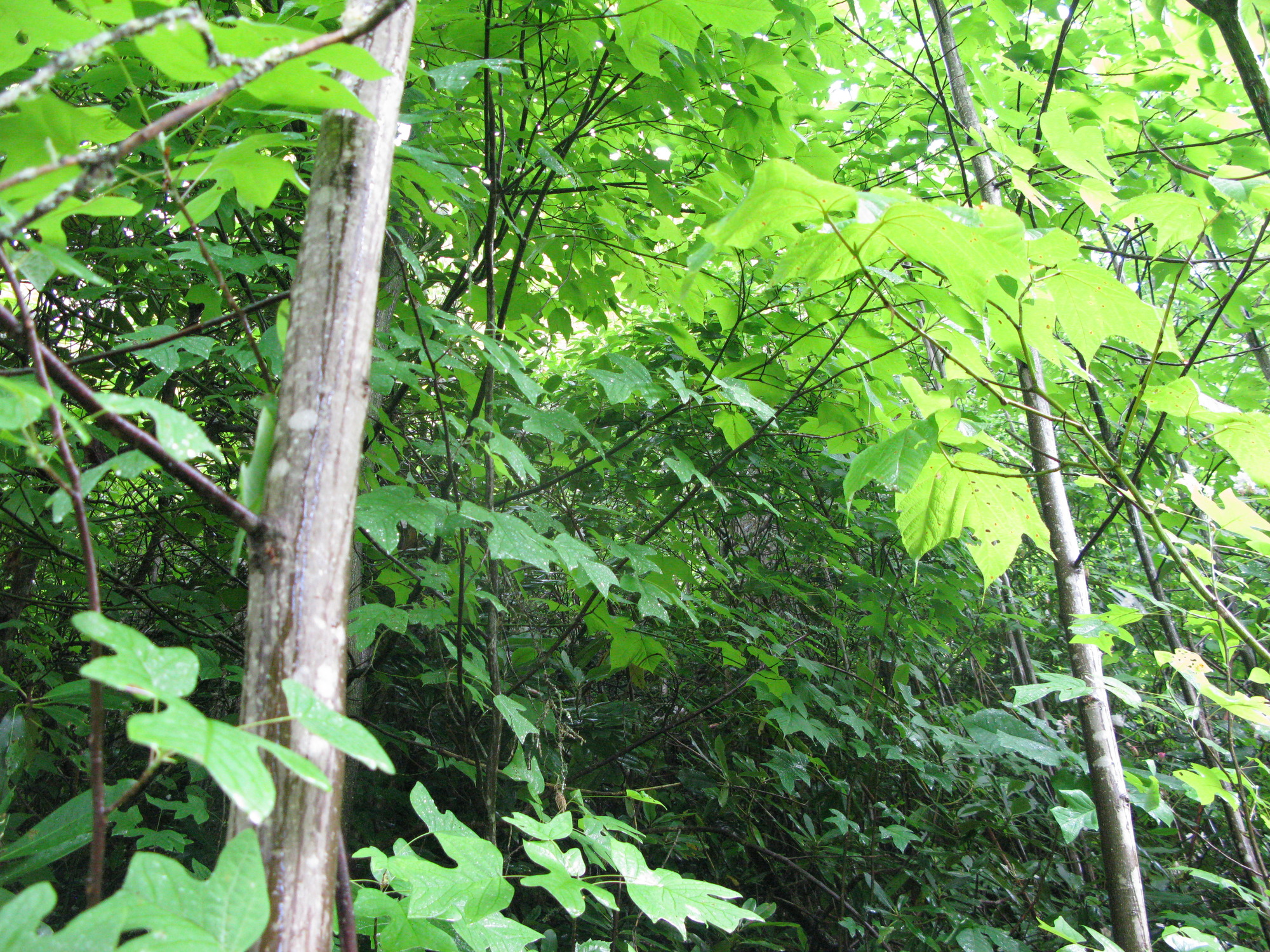 GRSM Accuracy Assessment. Plot Code: GRSM_AA_0938_4