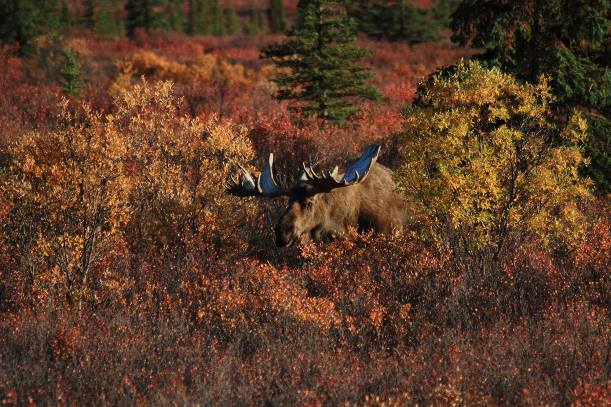 male moose with large antlers standing amid tall bushes on the edge of a forest