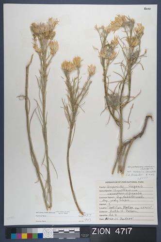 Herbarium Specimen Sheet 4717