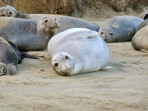A very round pregnant elephant seal surrounded by a group of female seals on the beach.