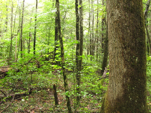 Plot Code: GRSM_AA_0574_2