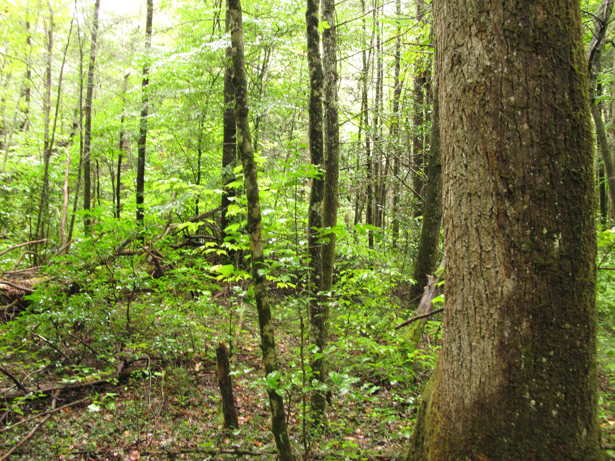 Plot Code: GRSM_AA_0574_2