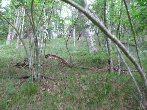 GRSM Accuracy Assessment. Plot Code: GRSM_AA_0019_2