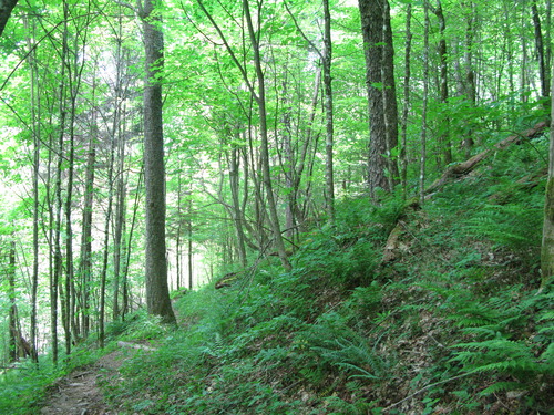 GRSM Accuracy Assessment. Plot Code: GRSM_AA_0953_3