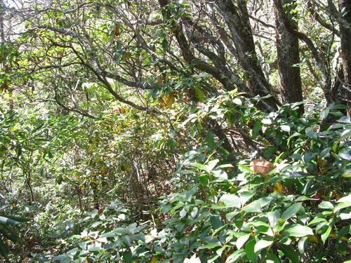 GRSM Accuracy Assessment. Plot Code: GRSM_AA_0324_5