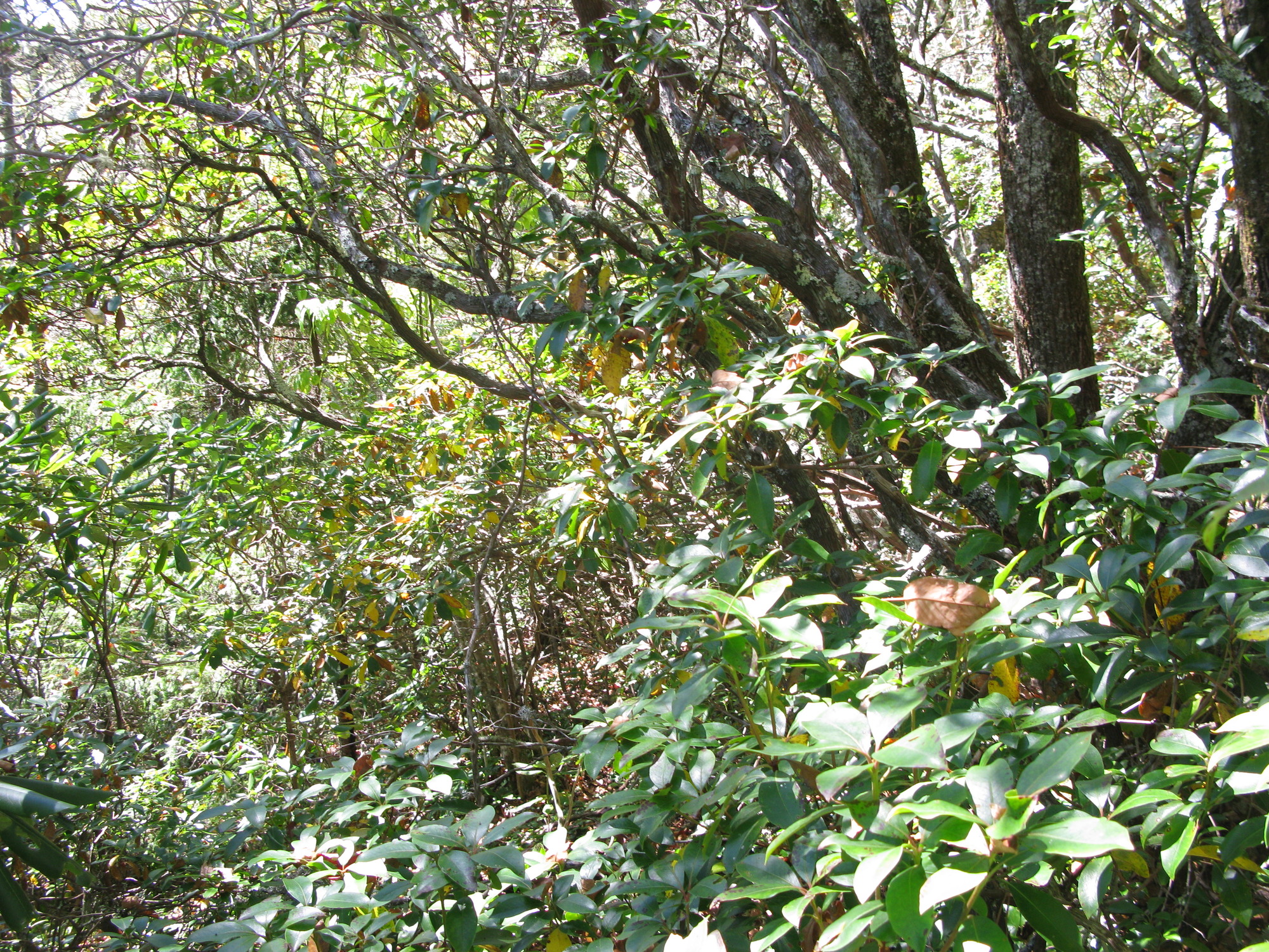 GRSM Accuracy Assessment. Plot Code: GRSM_AA_0324_5