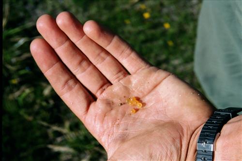 Mountain yellow-legged frog restoration project, Sequoia and Kings Canyon National Parks, 2001-2003