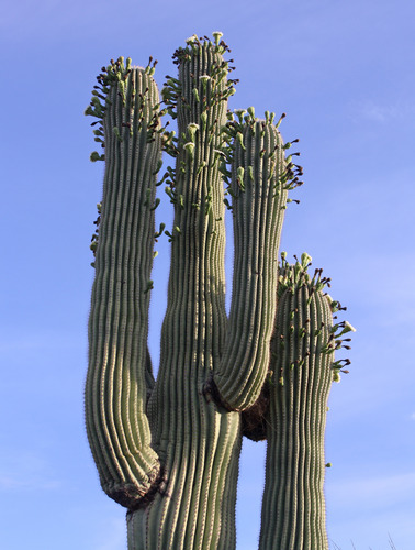 Saguaro blooms emerge from the tops and sides of mature saguaro arms