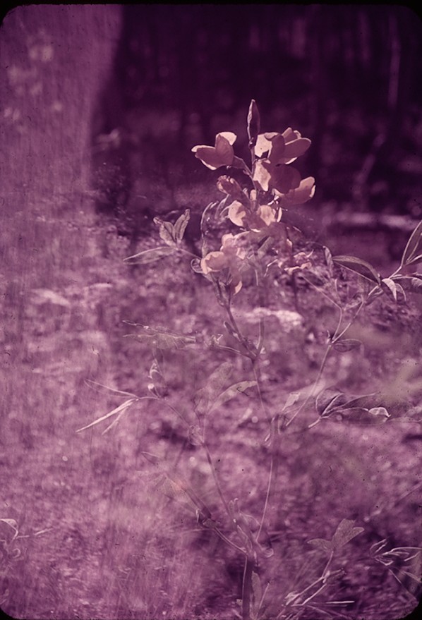 Pondre Lake and Trail