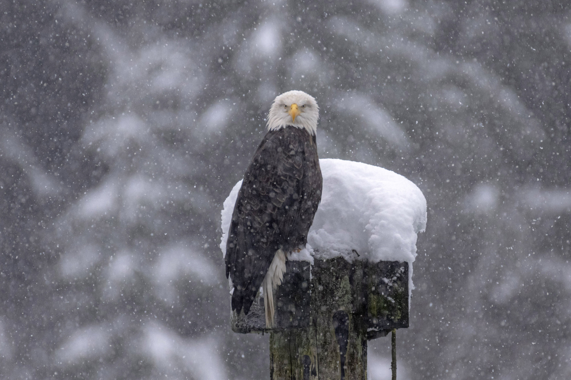 A bald eagle stares intensely at the camera while snow falls around it.