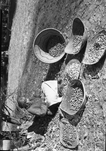 Ta-buce, Maggie Howard, hulling acorns