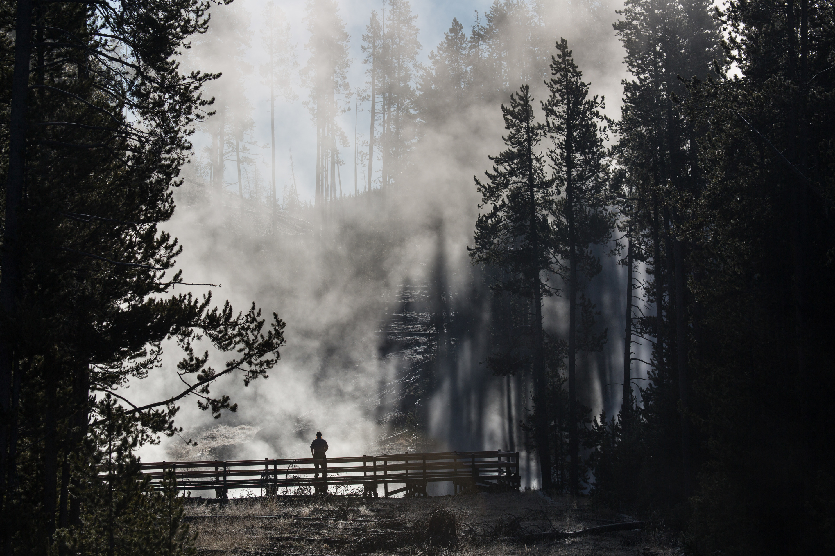 Looking at the back of a person standing on a boardwalk with conifers to the left and right and steam straight ahead.