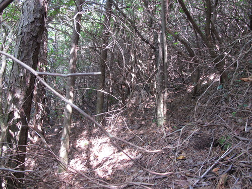 GRSM Accuracy Assessment. Plot Code: GRSM_AA_0410_6