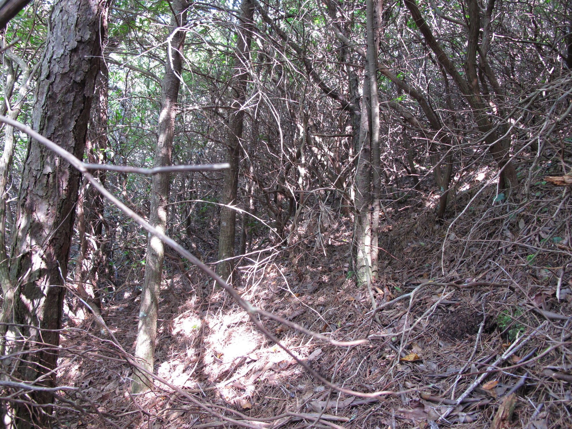 GRSM Accuracy Assessment. Plot Code: GRSM_AA_0410_6