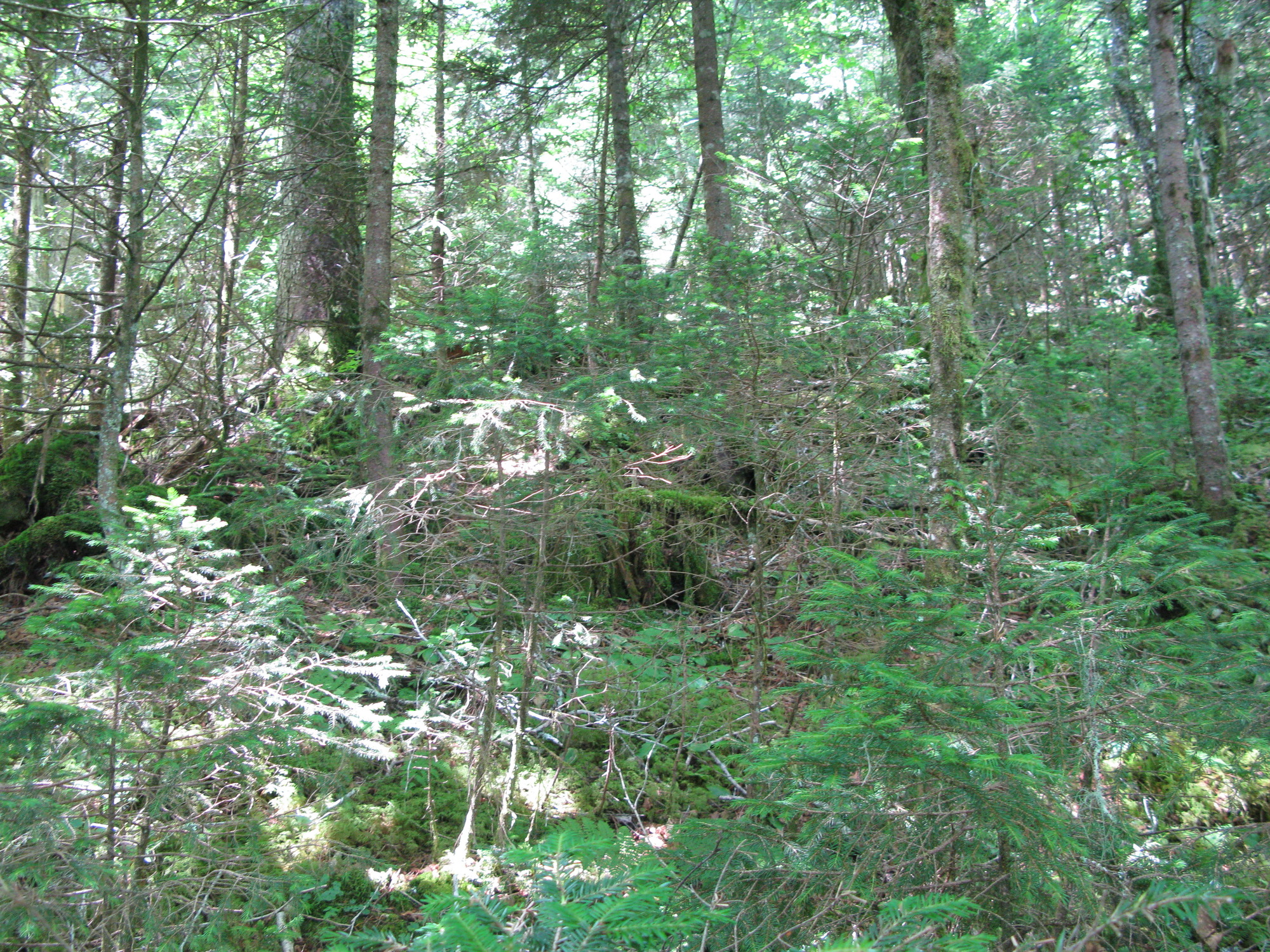 GRSM Accuracy Assessment. Plot Code: GRSM_AA_0148_5