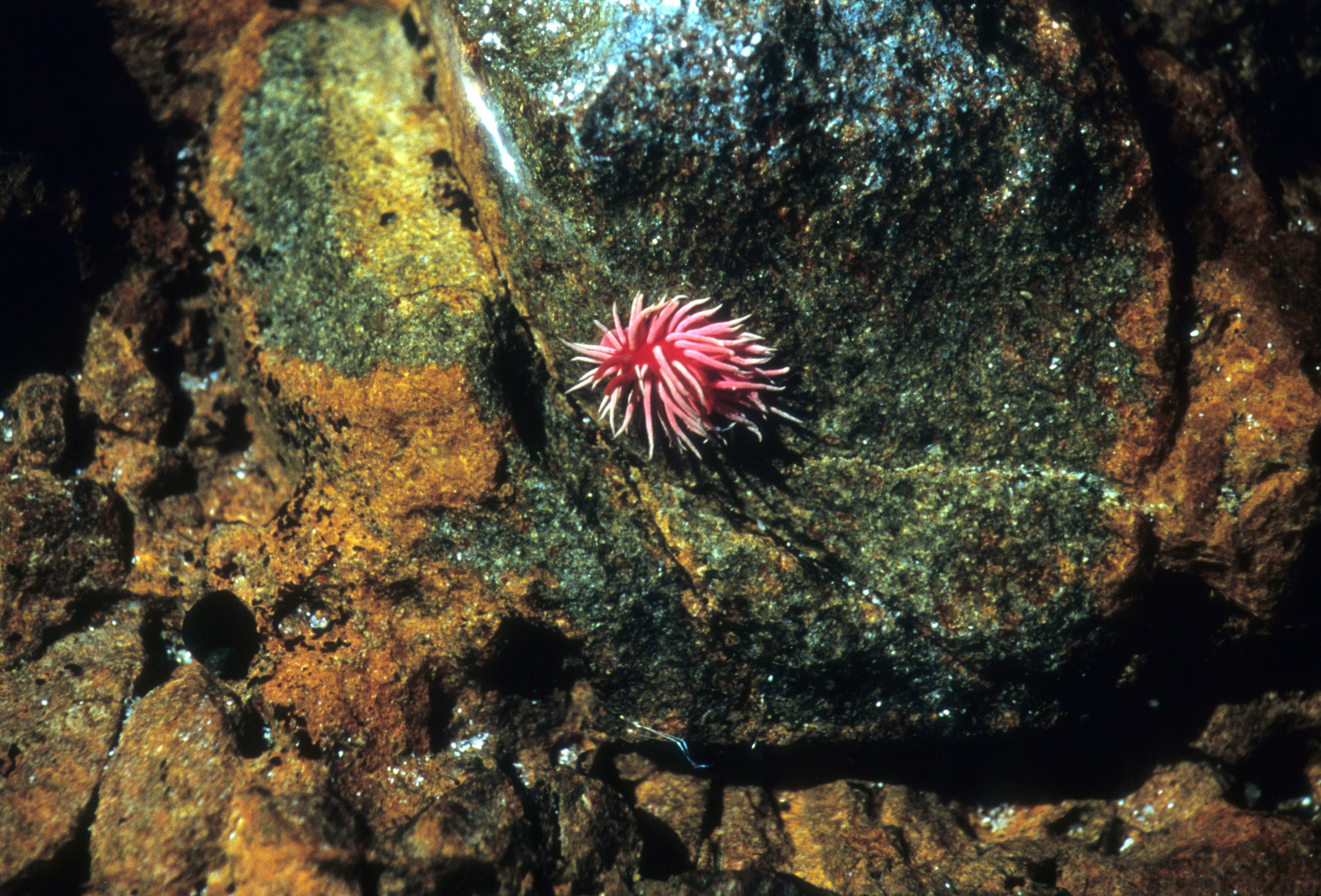 Hopkins Rose Nudibranch