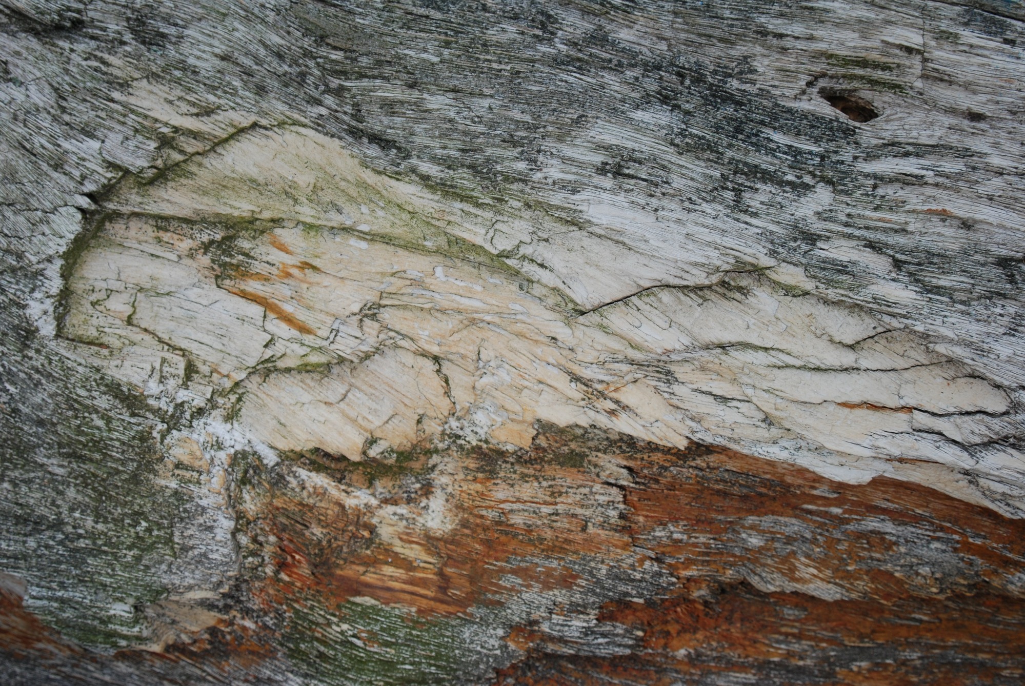a close up of an array of browns, grays, and greens on a textured surface. 