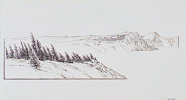 Typical Whitebark pines around Crater Lake that have been stunted and flagged by the wind.