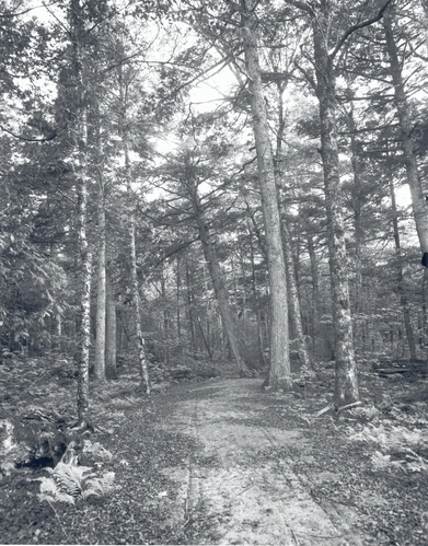 Dorr Woods - Old Bicycle Path - June 3, 1905