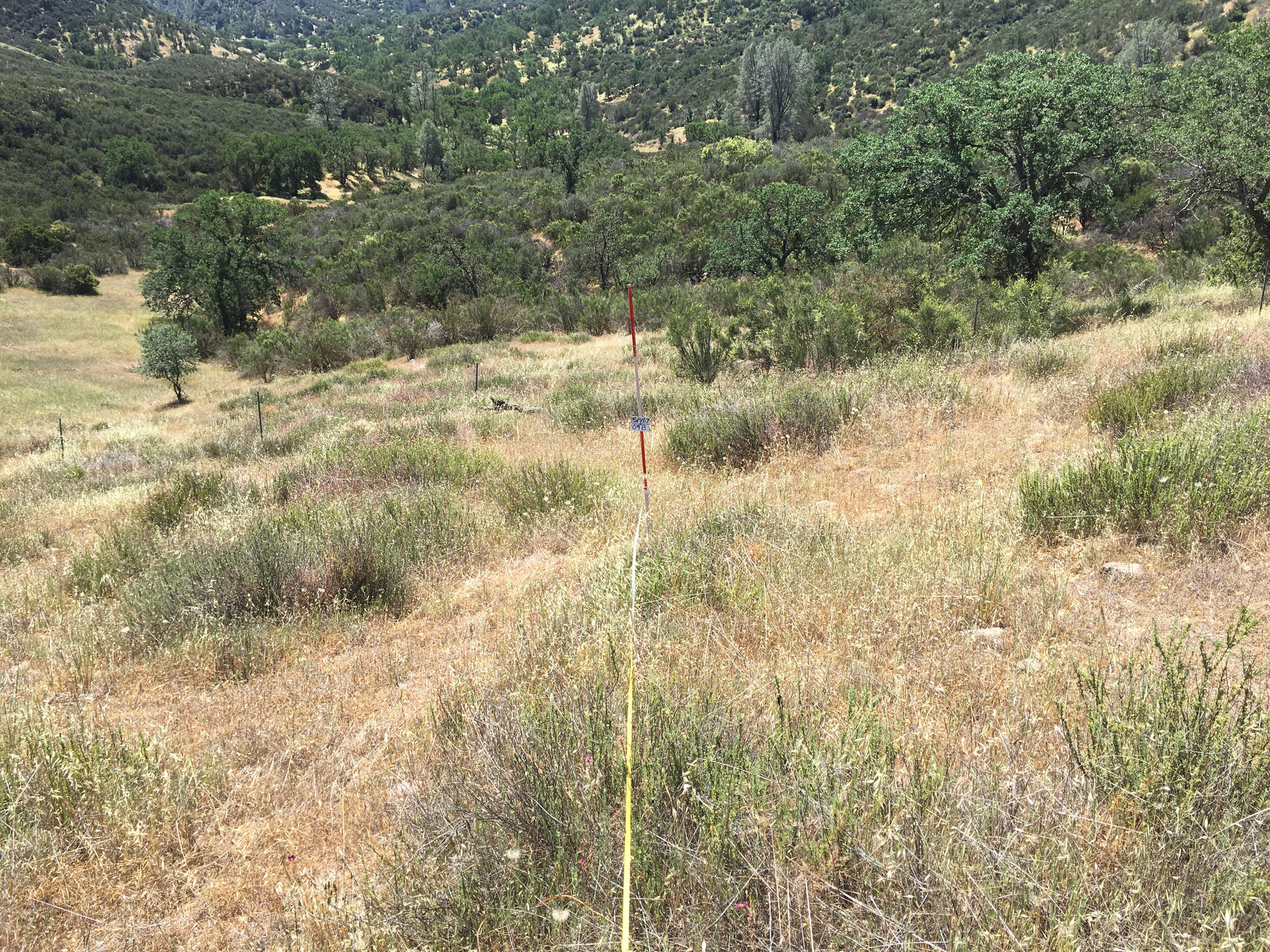 Eye-level view from the center point of a plant community monitoring plot