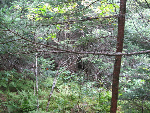 GRSM Accuracy Assessment. Plot Code: GRSM_AA_0274_6