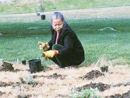 Native vegetation restoration, Sun Valley Neighborhood, Denver