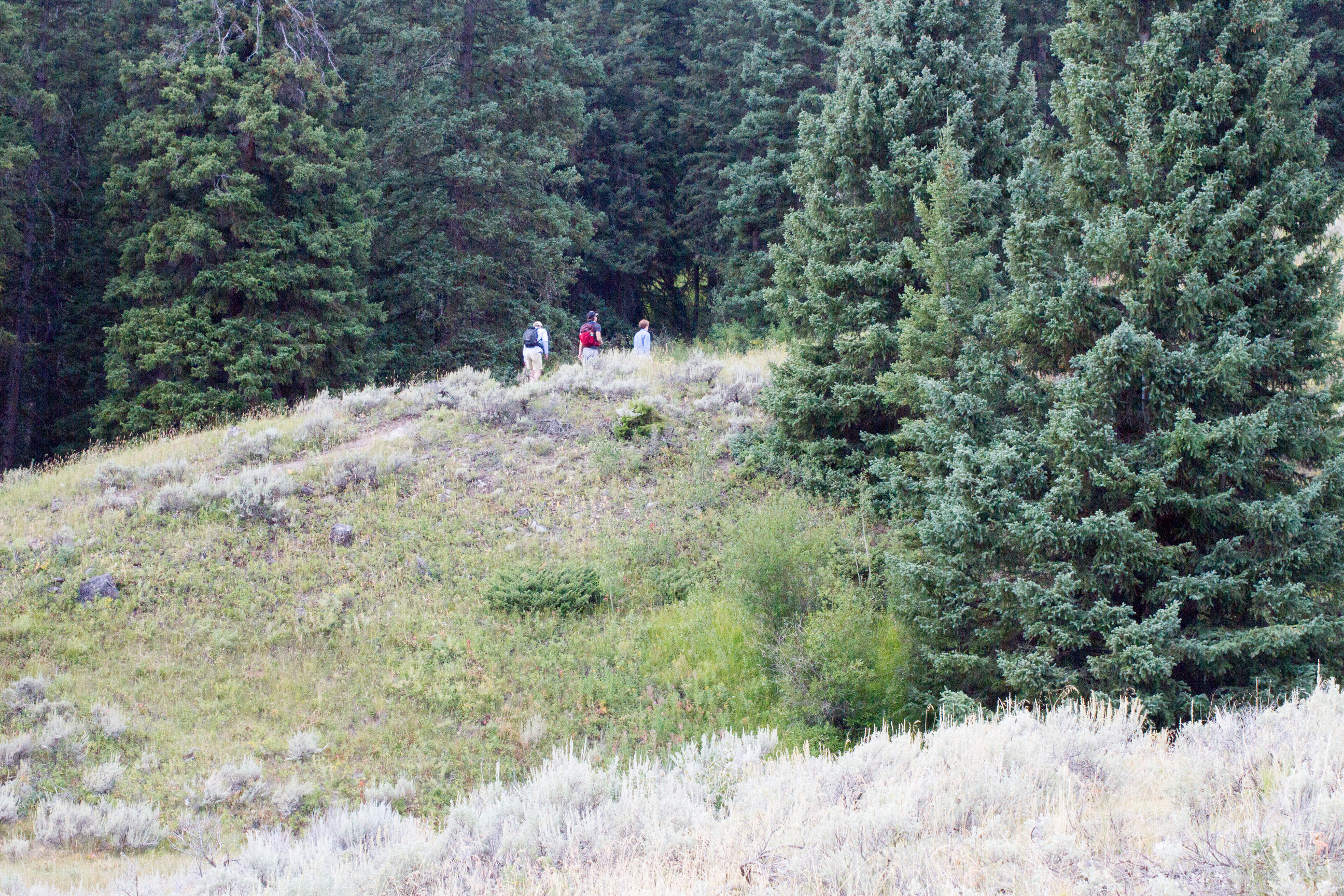 Three people walk on a trail up a hill into trees.